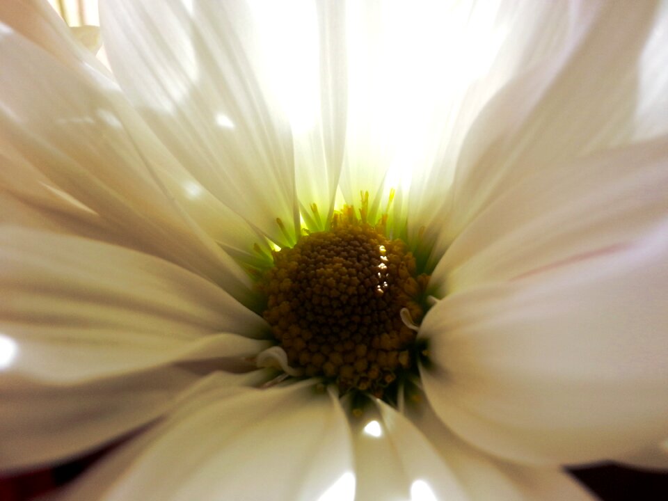 Pollen macro white