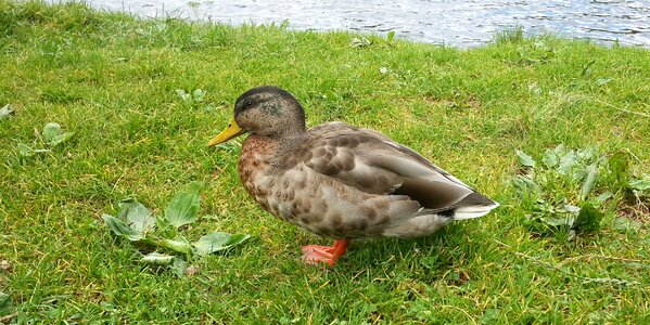 Bird duck animals