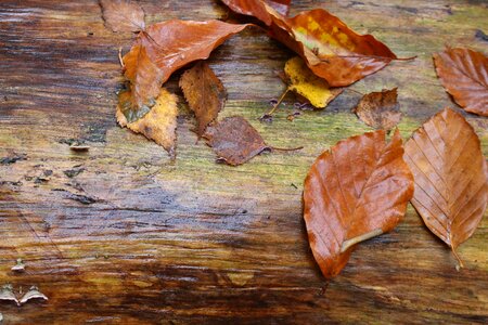Leaves tree stump tribe