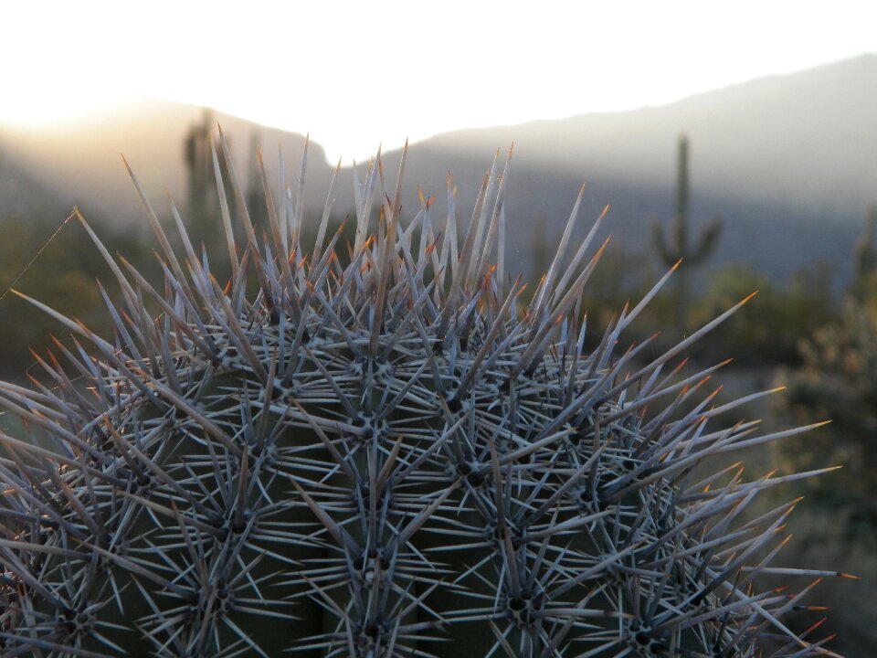 Catus sunset