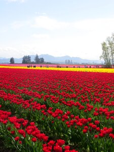 Flower field garden