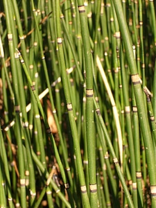 Horsetail teichschachtelhalm marsh plant
