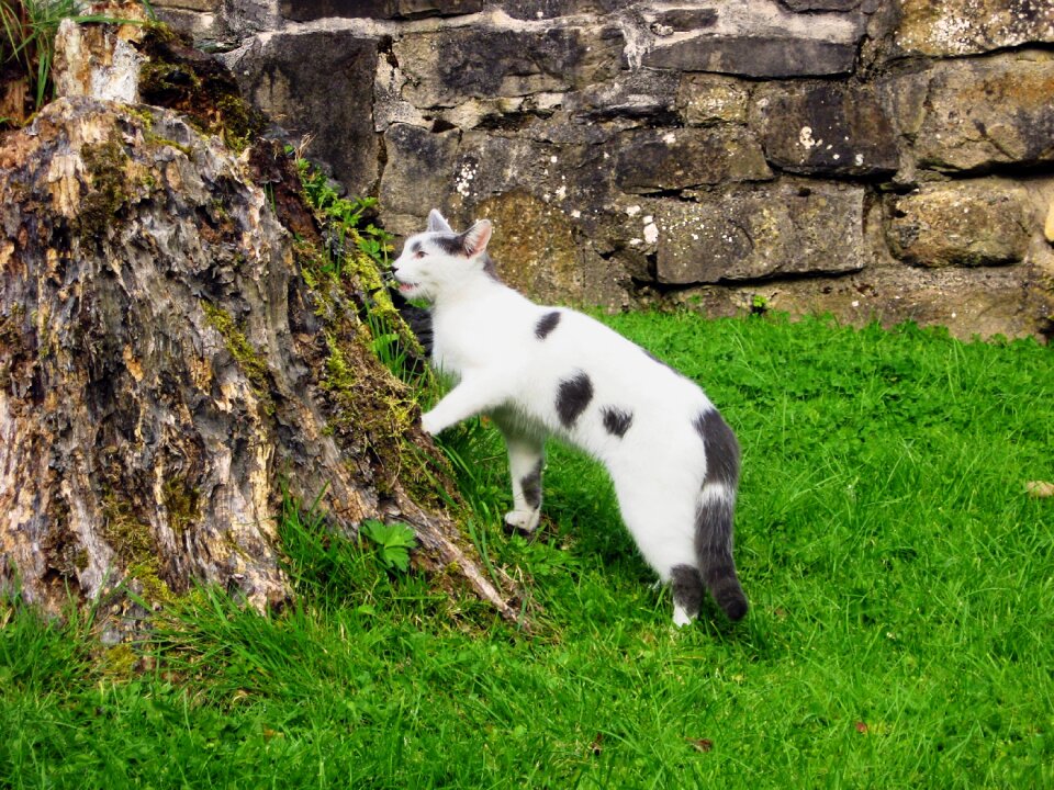 Feline trunk grass