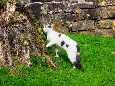 Feline trunk grass
