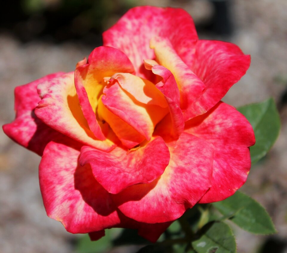 Petal flower garden