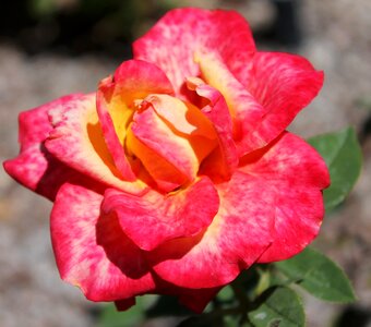 Petal flower garden