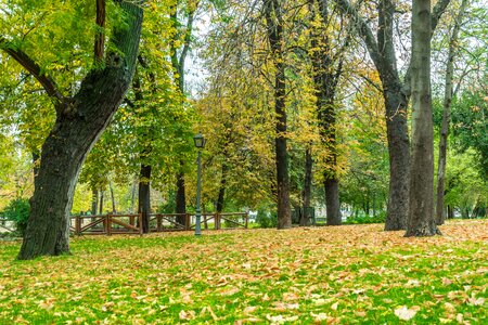 Nature leaves landscape