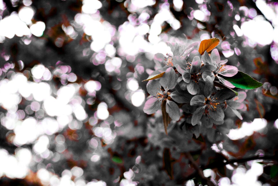 Blumen salon frühling schwarzweiss-foto der blüte