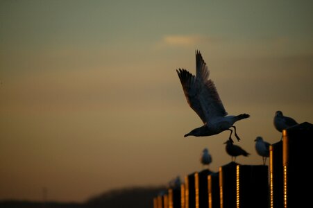 Gull wing sky photo
