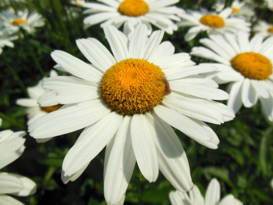 Nature spring plant