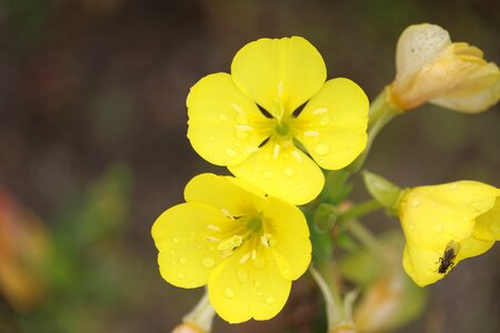 Yellow natural plant nature