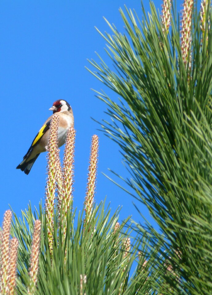Cantora animals nature