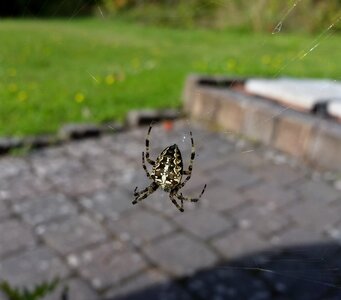 Cobweb yellow insect
