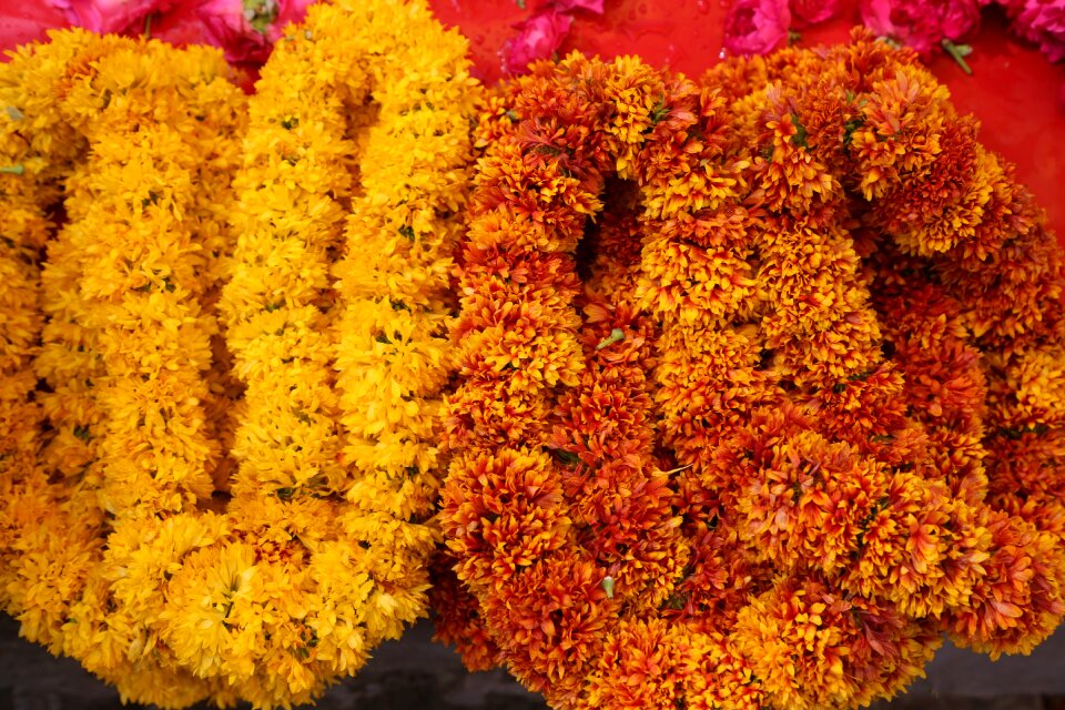Wedding caltha ganda