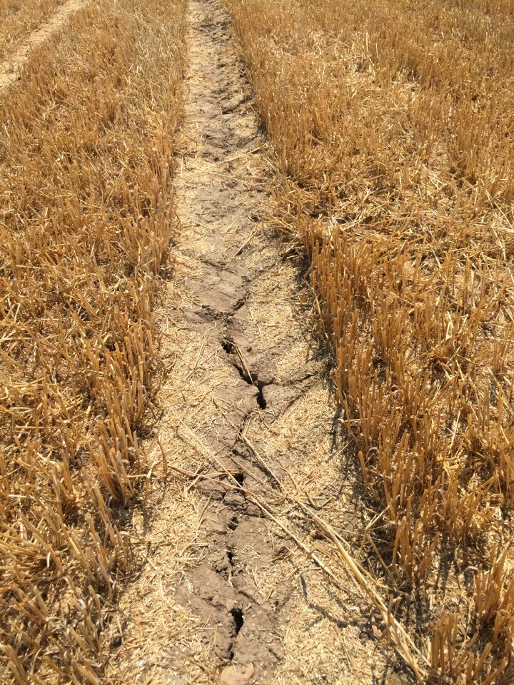 Drought field summer
