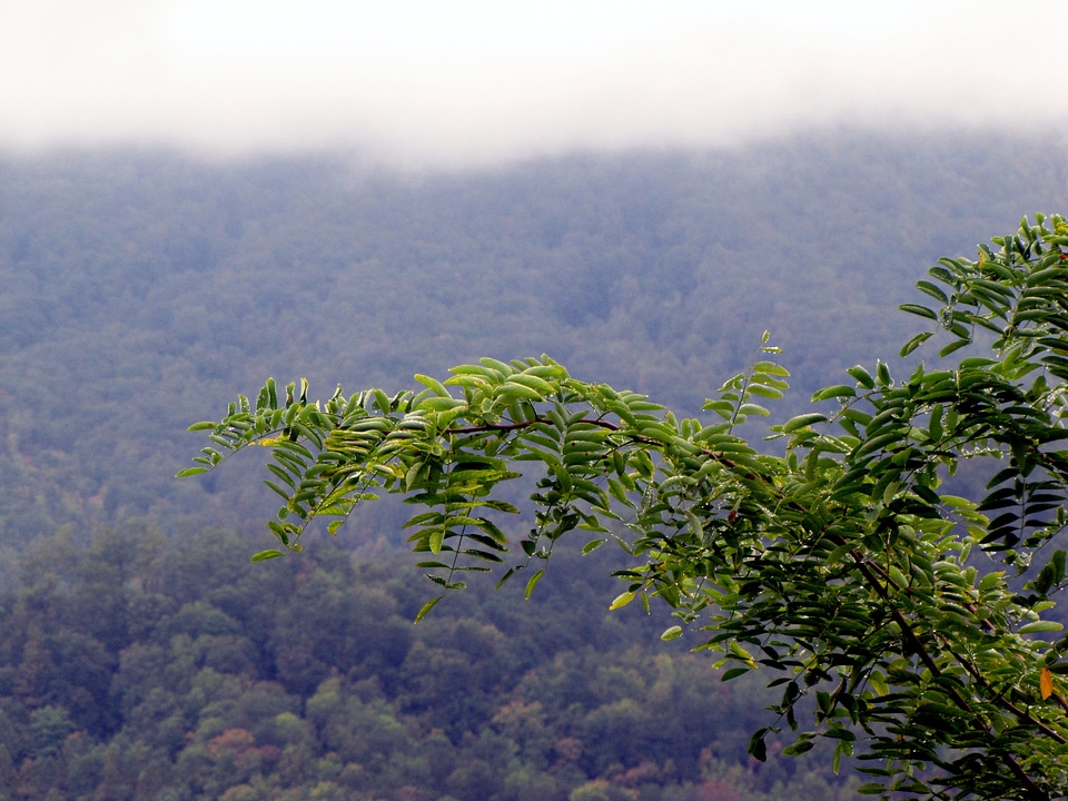 Landscape green nature