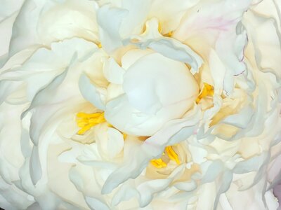 Heart white flower button