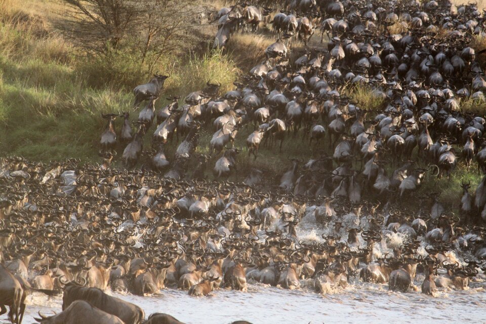 Serengeti safari nature