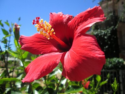 Flower red
