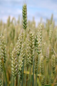 The grain field barley photo