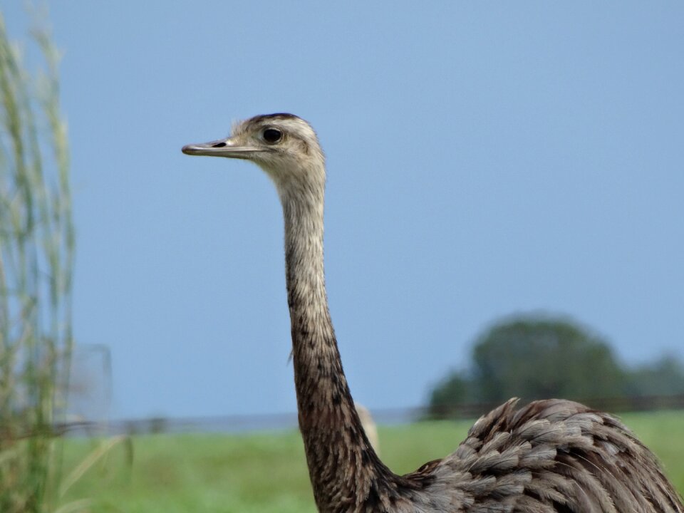 Animal nature animals