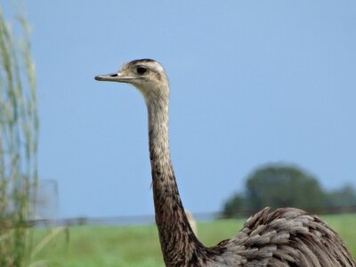 Animal nature animals