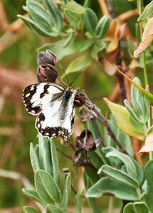 Wings nature animal photo