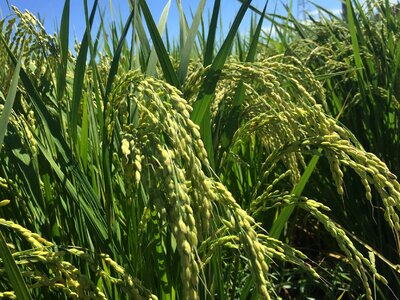 Usd blue ear summer