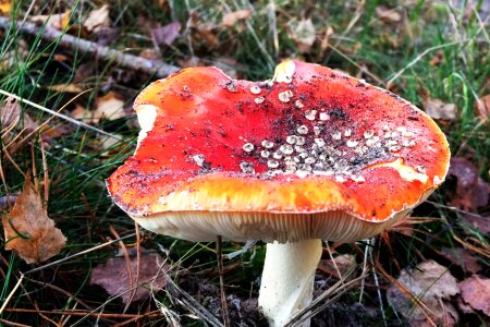 Mushrooms agaric red with white dots photo