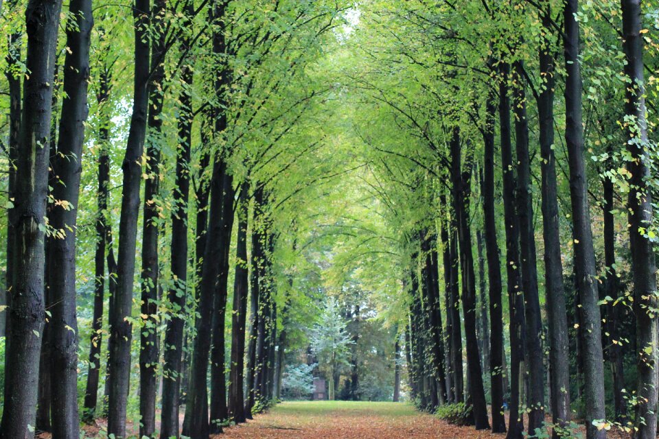 Zoom symmetry tree lined avenue