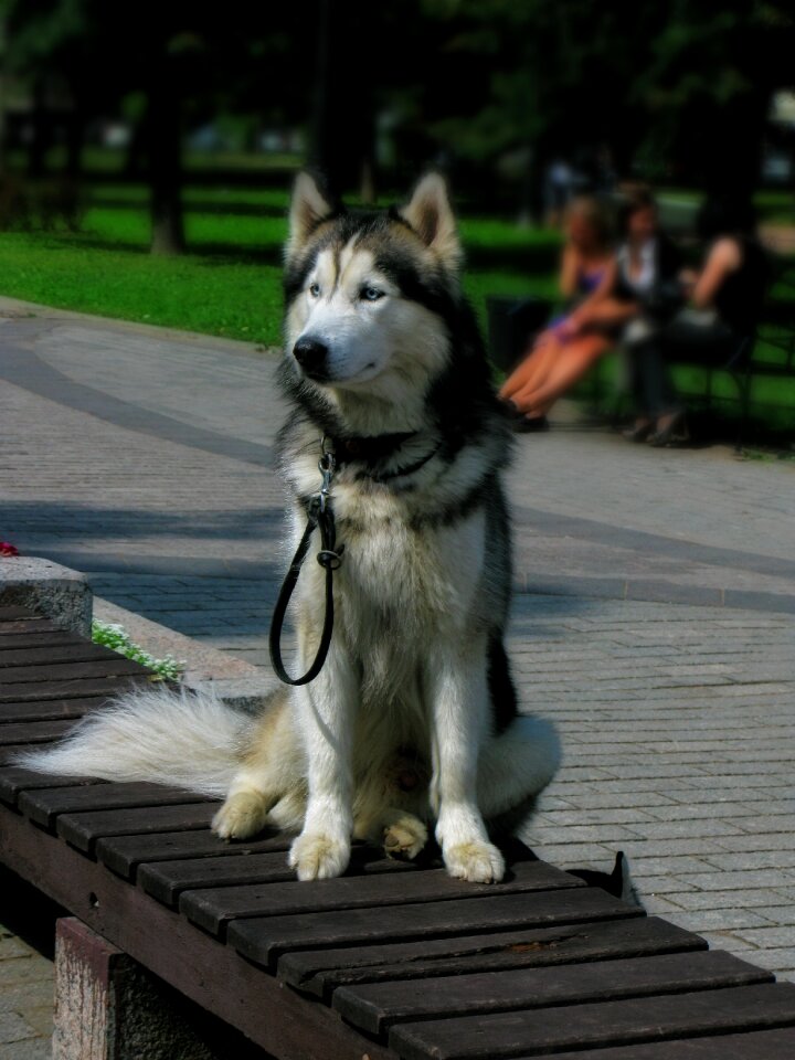 Pets man's best friend bench