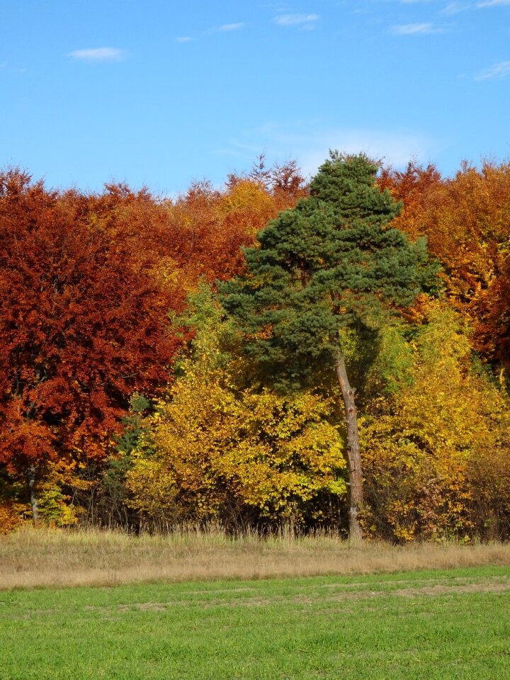 Foliage nature autumn