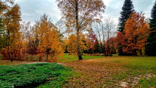 Foliage october nature
