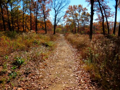 Season nature leaves photo