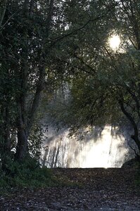 Water trees nature