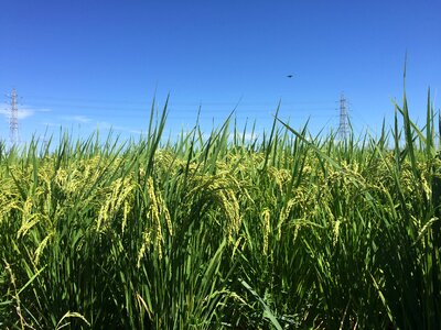 Usd ear of rice young rice