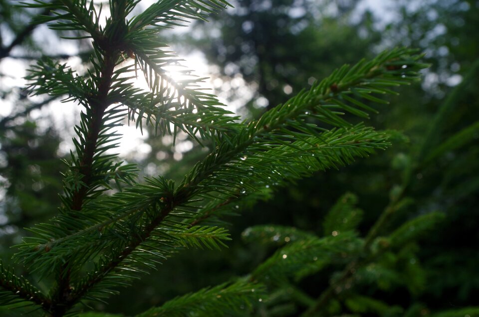 Bright green branches of spruce forest evergreen