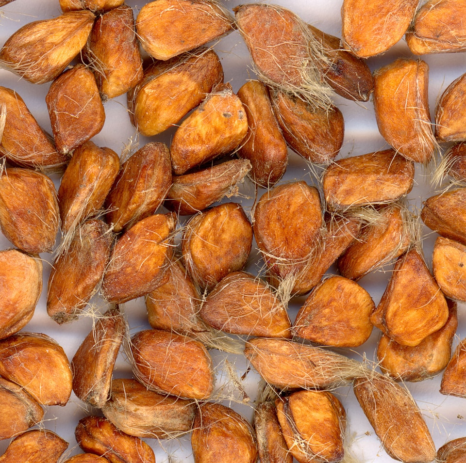 Seeds wild rose scanners