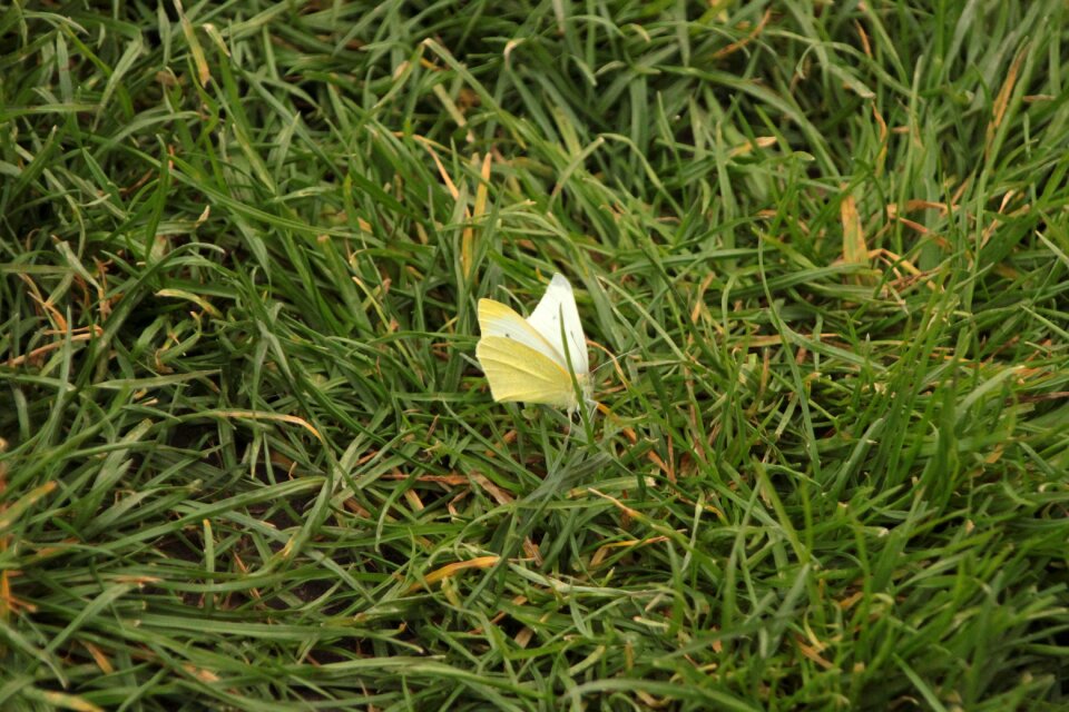 Insect nature meadow
