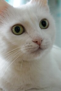 Green eyes cat's eye view