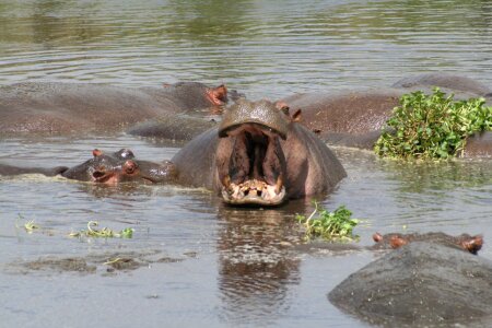 River hippos tanzania