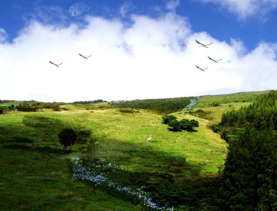 Green environment plants