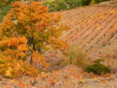 Landscape vineyard priorat
