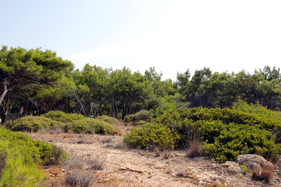 Green tree natural