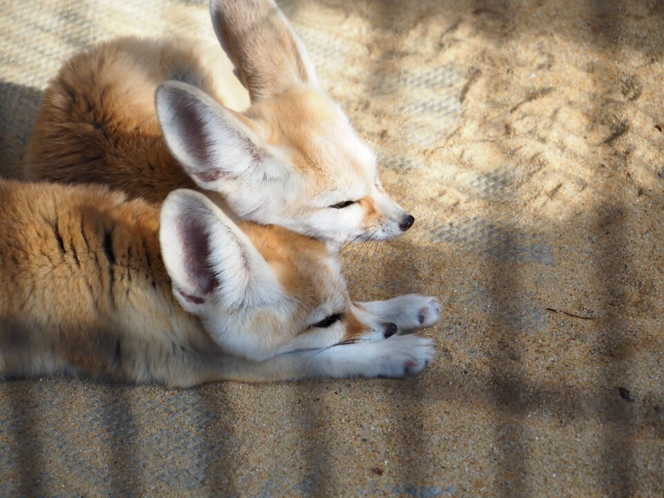 Zoo good friends sleepy