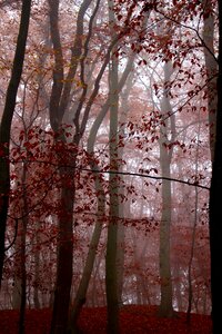 Autumn red trees photo