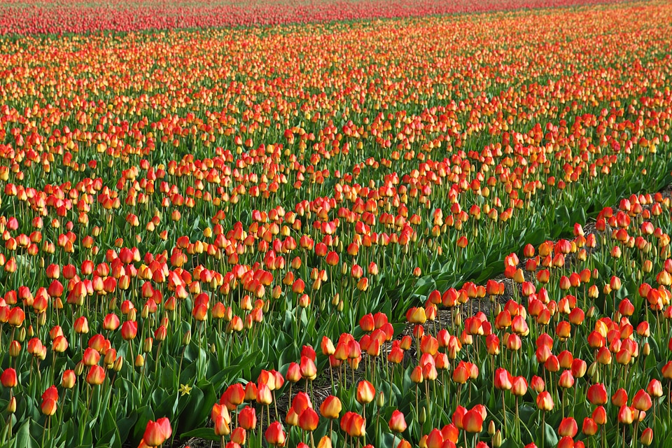 Fields orange red
