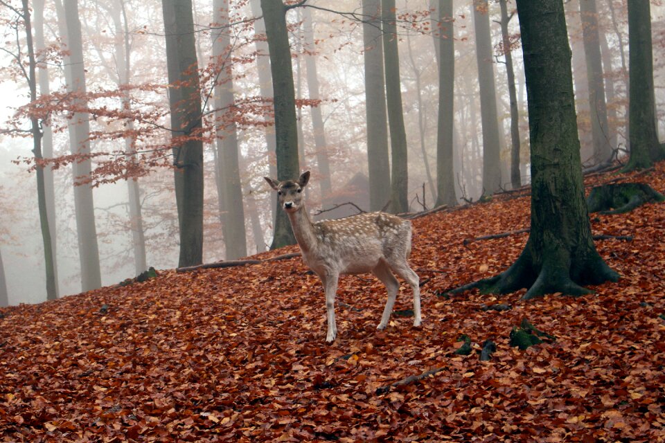 Nature forest animal