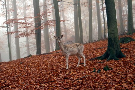 Nature forest animal
