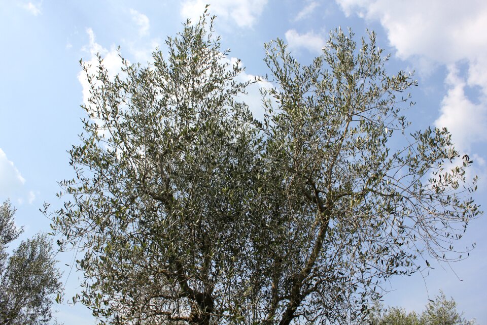 Olive grove campaign tree
